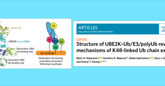 IBSG Journal Club Session 38: Cơ chế phản ứng K48-linked ubiquitination qua cấu trúc UBE2K–Ub/E3/polyUb